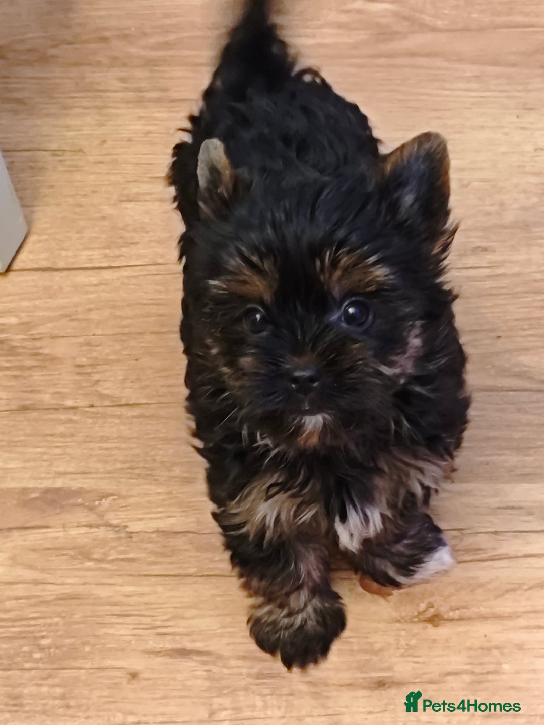 Yorkshire Terrier dogs for sale: beautiful, sociable Yorkshire Terrier female dog  - Advert 5