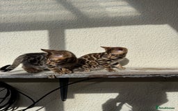 Bengal cats for sale: 5 Bengal kittens , 2 boys and 3 girls  - Image 10
