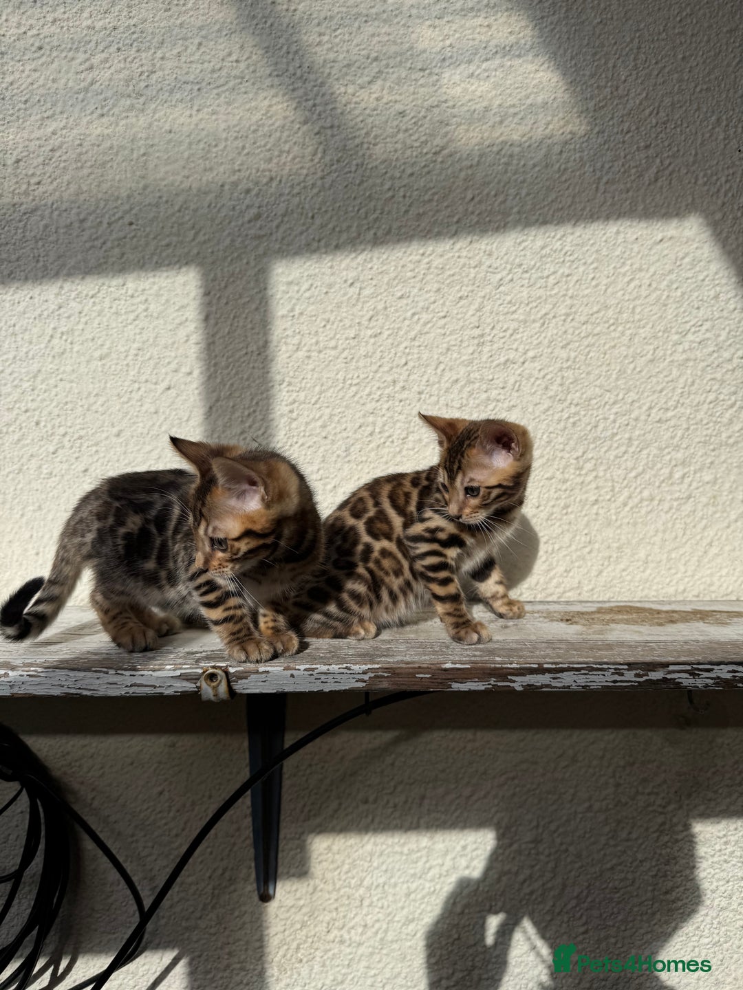 Bengal cats for sale: 5 Bengal kittens , 2 boys and 3 girls  - Image 10