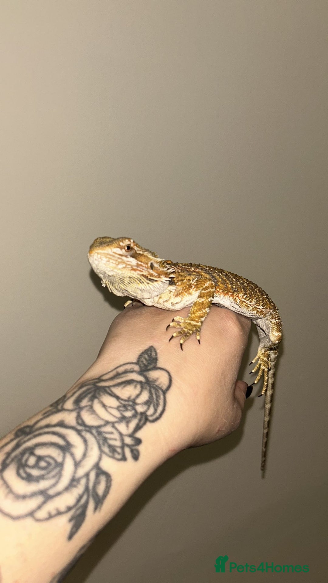 Bearded Dragon reptiles for sale: Female beardie + set up - Image 3