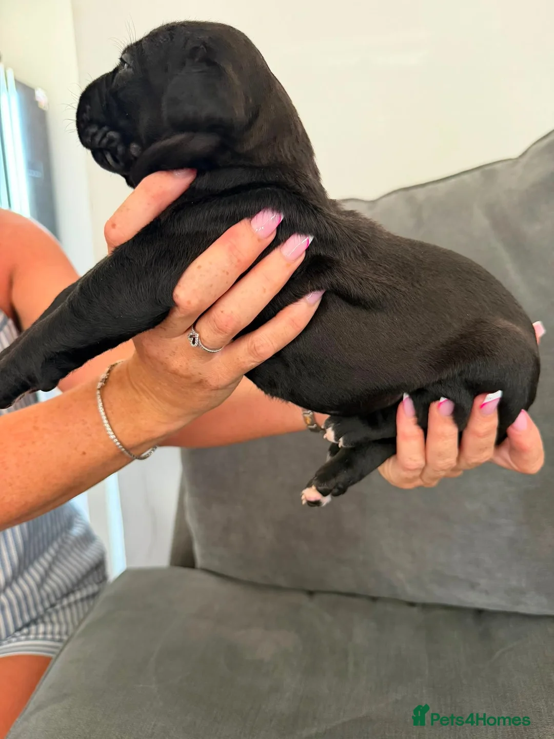Presa Canario dogs for sale: Pressa canario puppys  in Gravesend - Advert 18