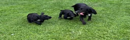 Sprocker dogs for sale: Two Black Sprockers - Advert 10