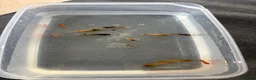 Platies fish for sale: Mixture of platy fish available  in Reading - Advert 17