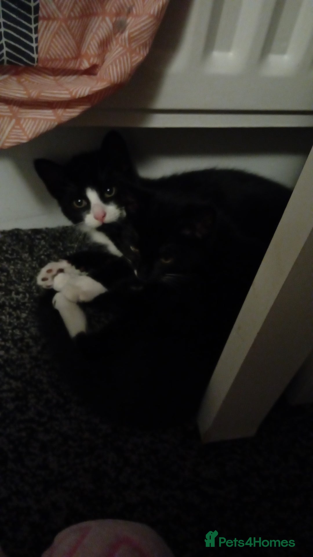 Mixed Breed cats for sale: 2 beautiful kittens - Advert 6