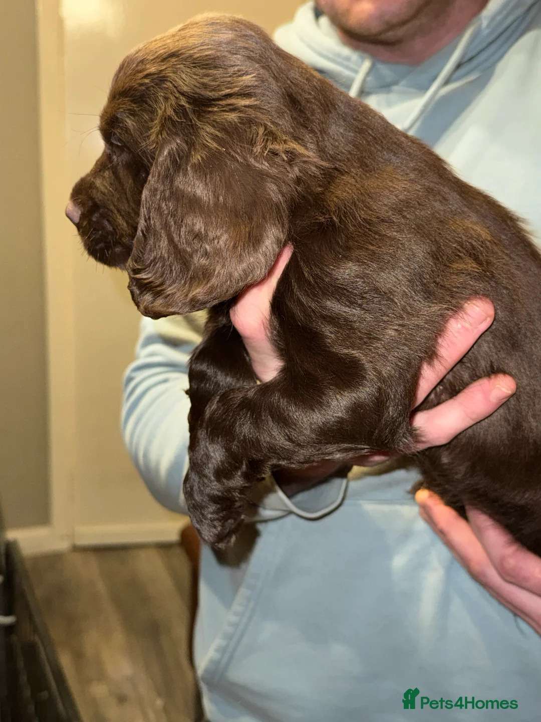 Cocker Spaniel dogs for sale: Stunning KC registered Cocker Spaniel Pups - Advert 6