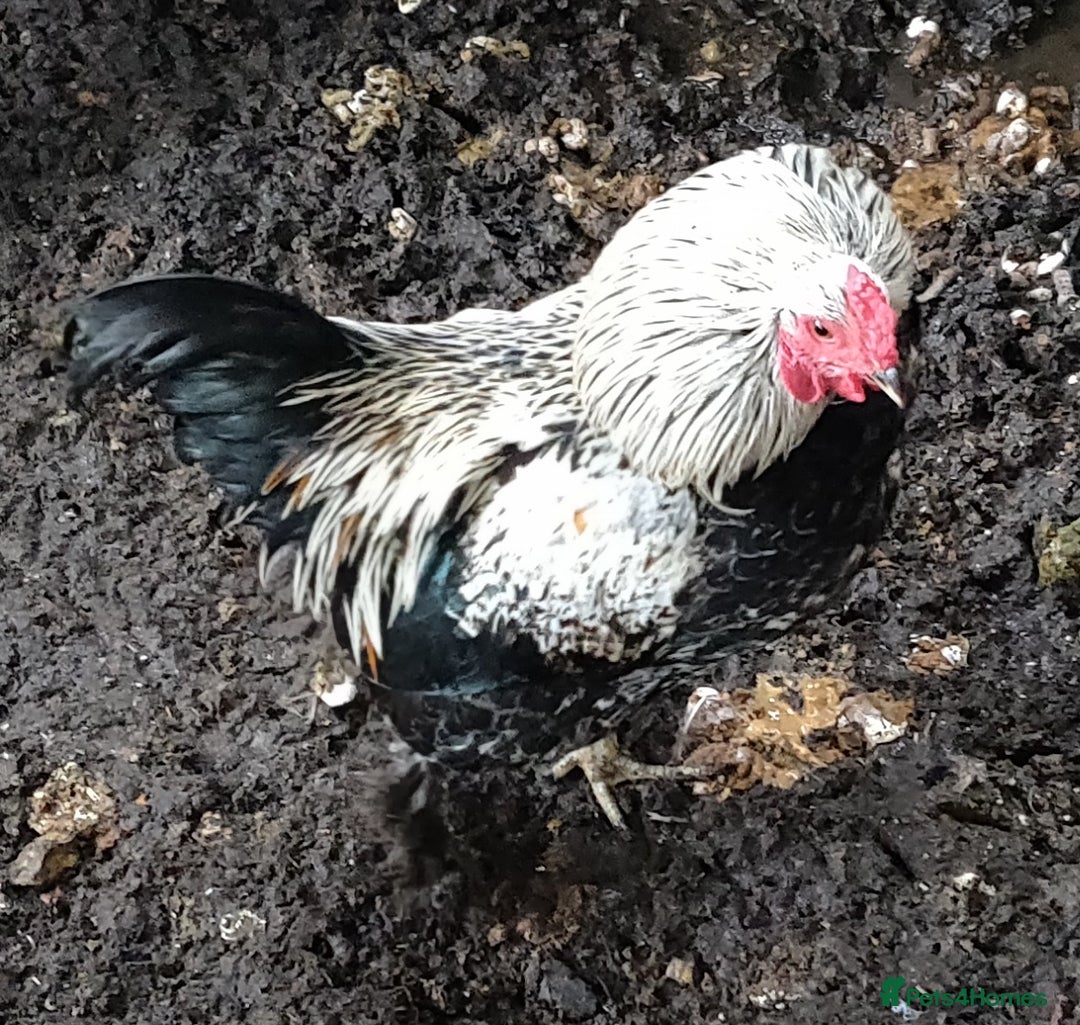 Chickens poultry for sale: Rooster for sale  - Advert 2