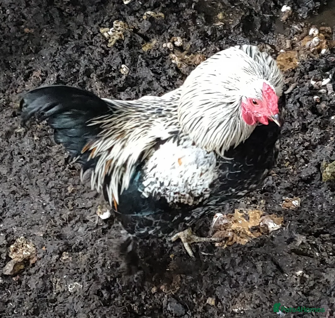 Chickens poultry for sale: Rooster for sale  - Advert 2