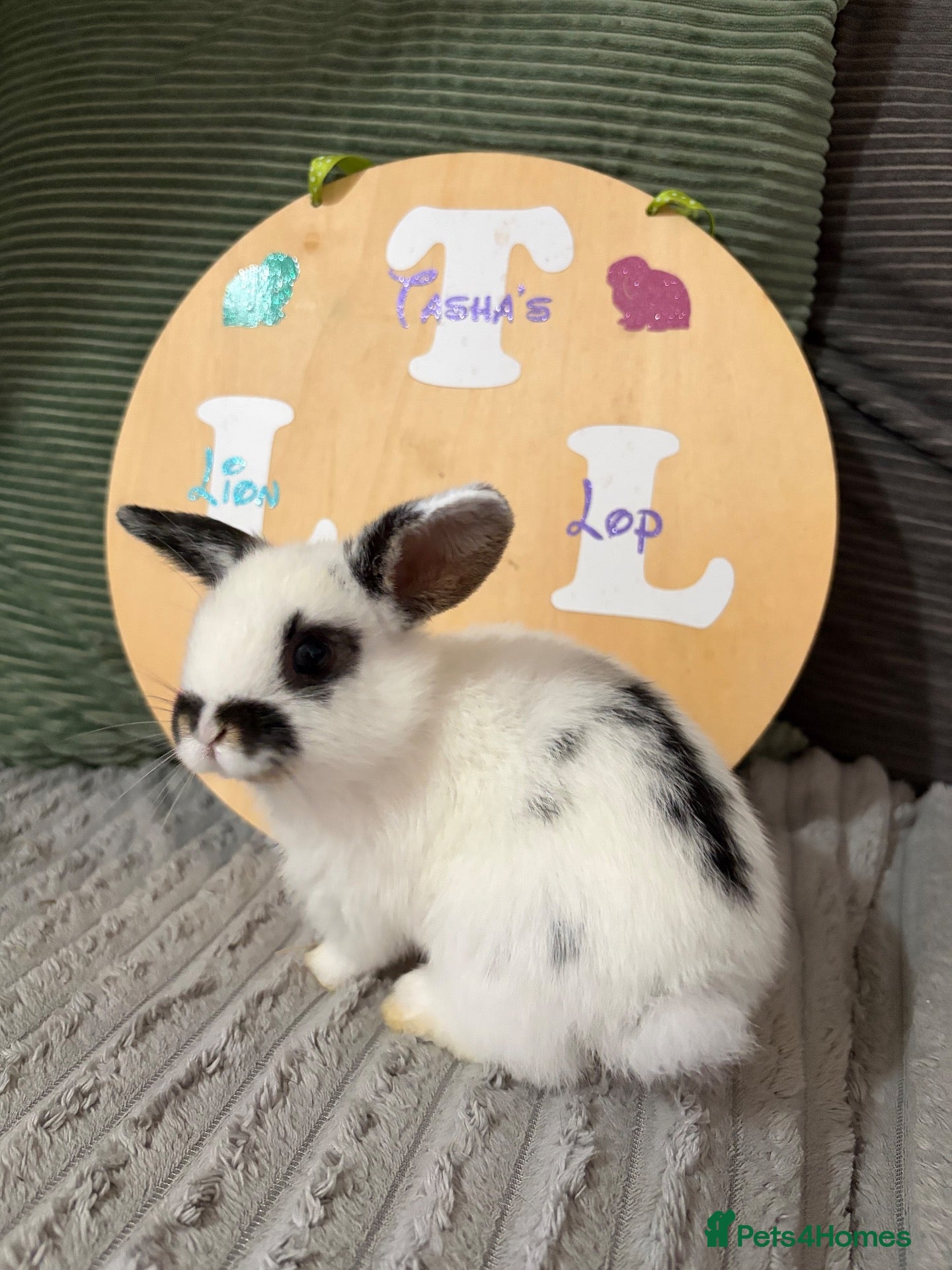 Mixed Breed rabbits 4x MINI LION LOP BUNNIES left READY SEPTEMBER  - Advert 5