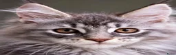 Maine Coon cats for sale: Maine coon  - Advert 14