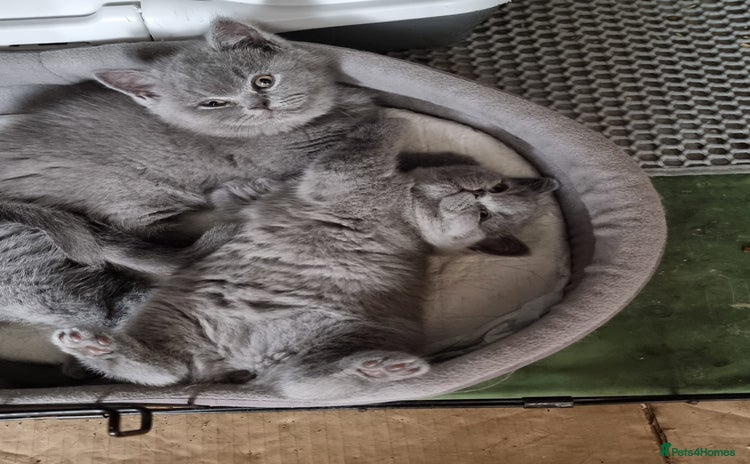 British Shorthair cats - Advert 11