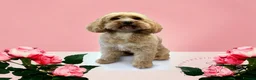 Cavapoo dogs for sale: Cavapoo Adult Rehoming  in Stafford - Advert 1