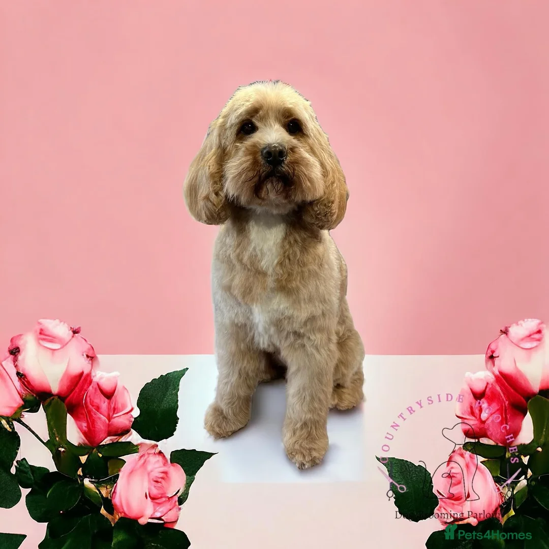 Cavapoo dogs for sale: Cavapoo Adult Rehoming  in Stafford - Advert 1