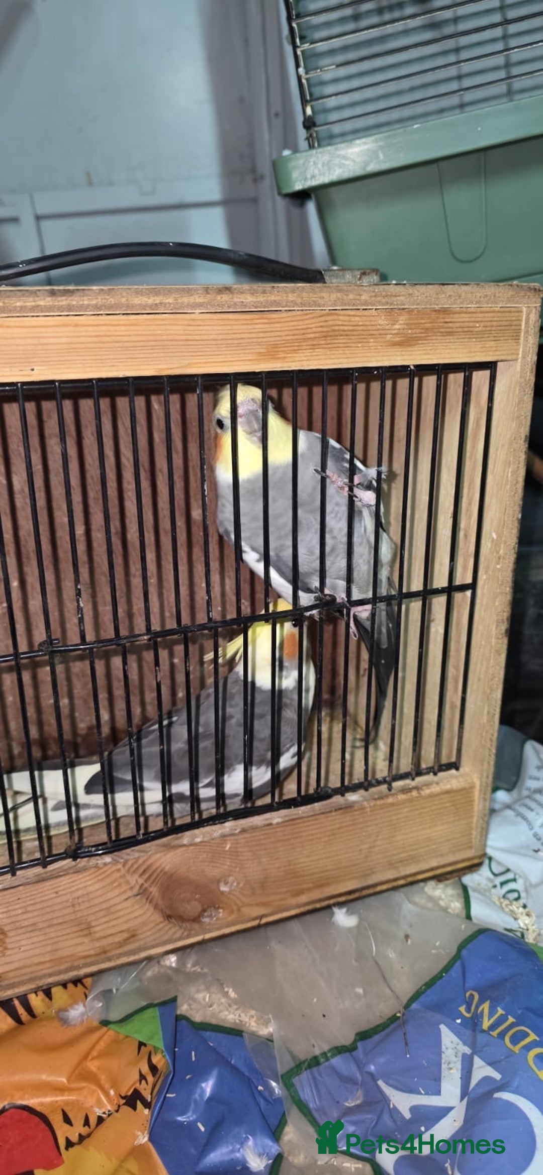 Cockatiels birds for sale: Cocktails  - Advert 3