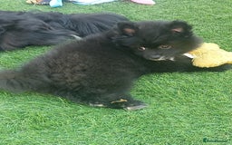 Pomeranian dogs for sale: Pomeranian fox boy dew to home falling through  in Worksop - Image 18