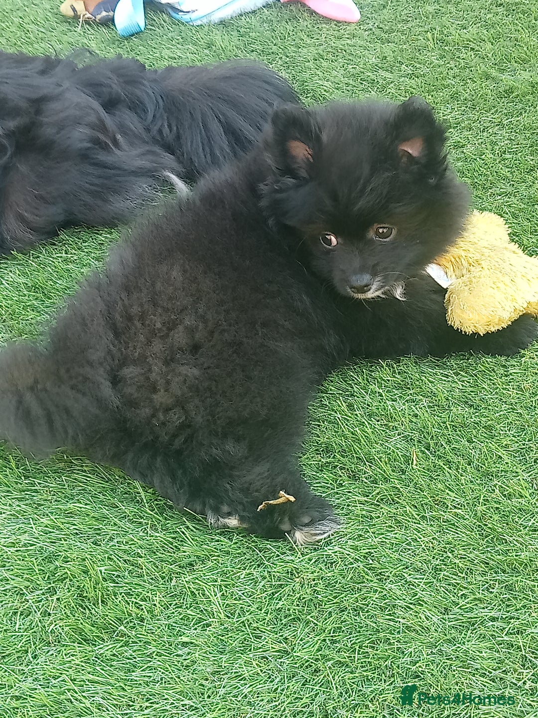 Pomeranian dogs for sale: Pomeranian fox boy dew to home falling through  in Worksop - Image 18