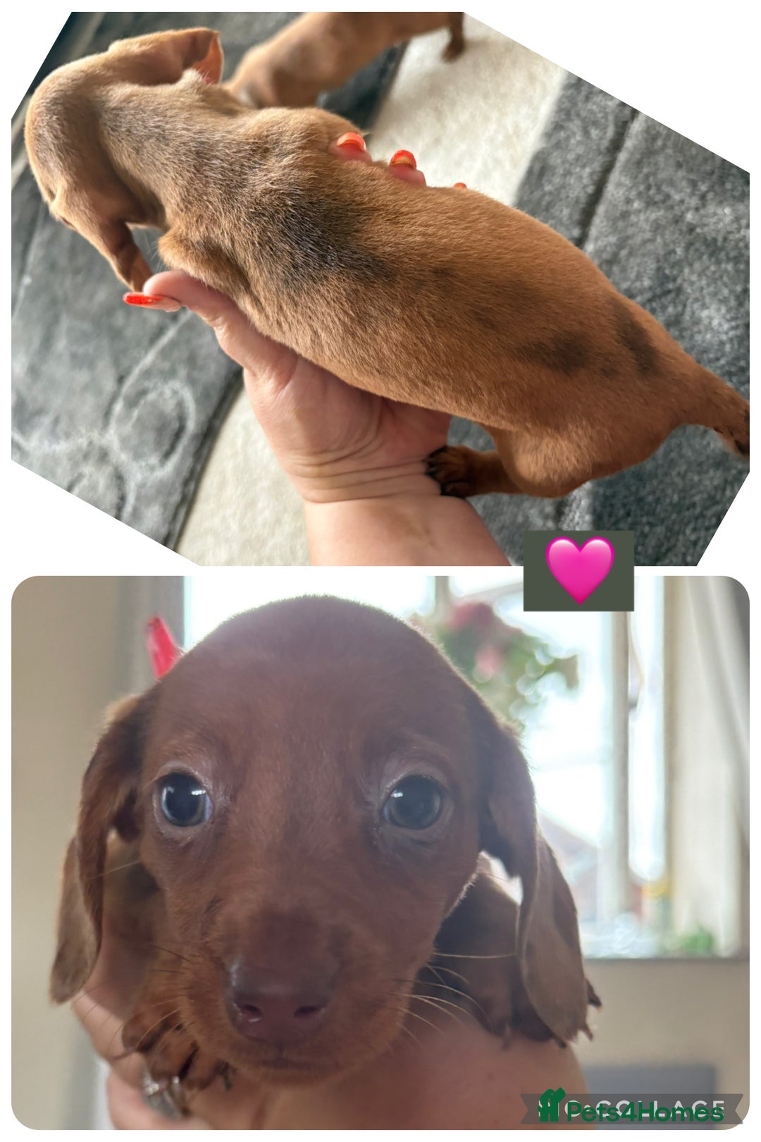 Miniature Dachshund dogs for sale: Miniature dachshund puppy’s - Image 2