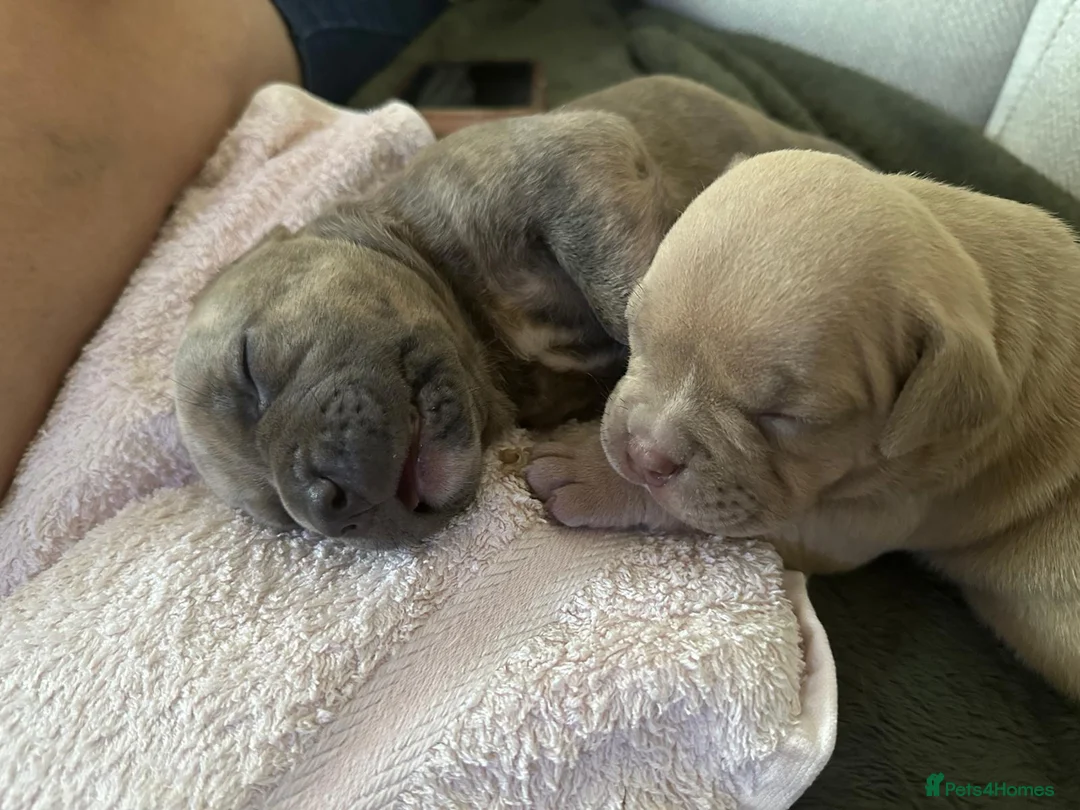 American Bulldog dogs for sale: 🐾 2 Stunning Male Pocket Bullies Available 🐾 - Advert 1