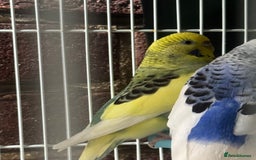 Budgerigars birds for sale: Budgies - Image 1