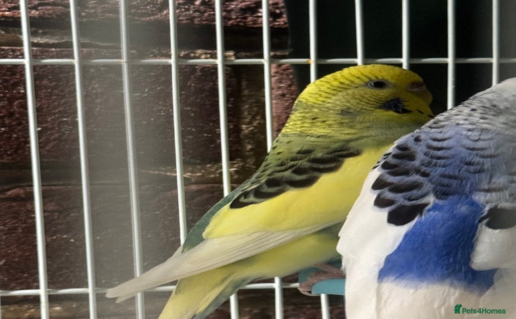 Budgerigars birds - Advert 2