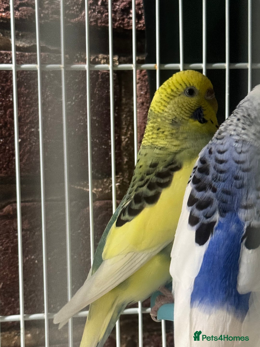 Budgerigars birds for sale: Budgies - Image 1