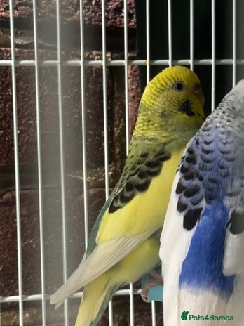 Budgerigars birds - Advert 2