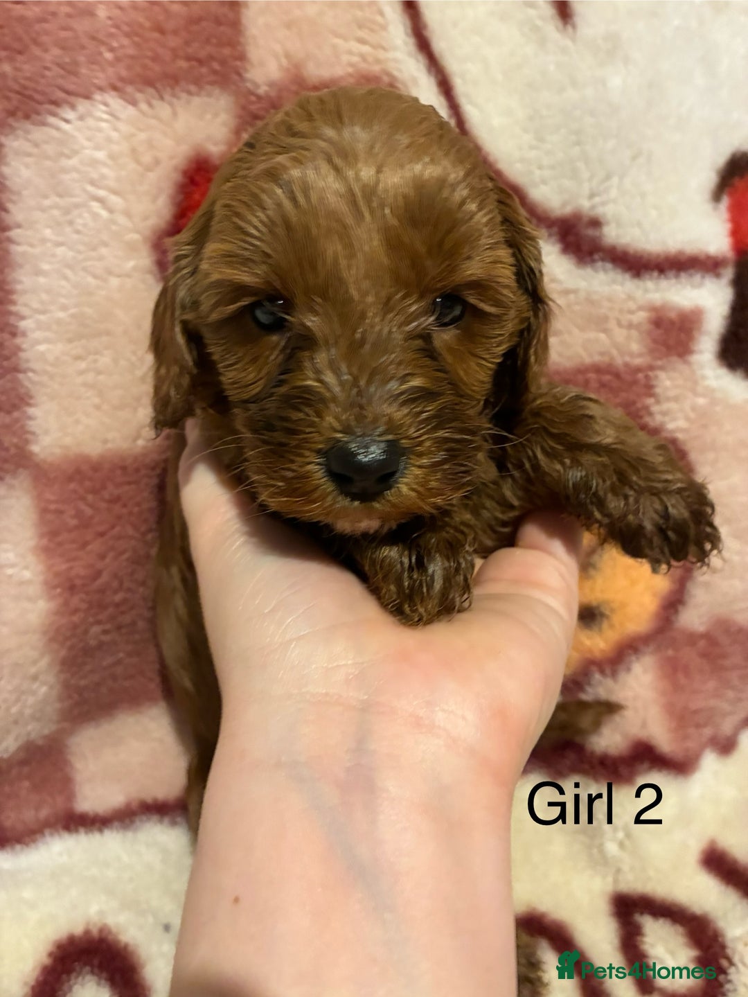 Cockapoo dogs for sale: Cockapoo puppy’s  - Advert 15