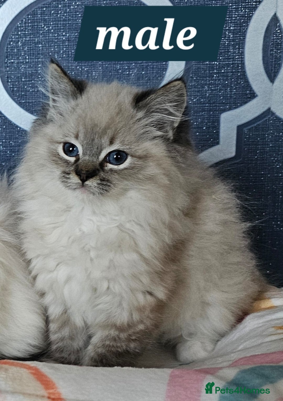 Ragdoll cats for sale: 5⭐️ Council licenced GCCF registered kittens  - Advert 10
