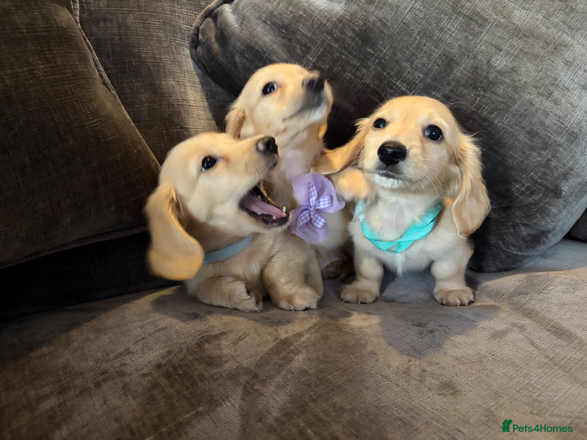 Miniature Dachshund dogs READY! Cream Long Haired Pups KC - Advert 2