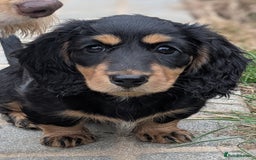 Miniature Dachshund dogs for sale: **Ready Now** Long Haired KC PRA Clear - Image 6