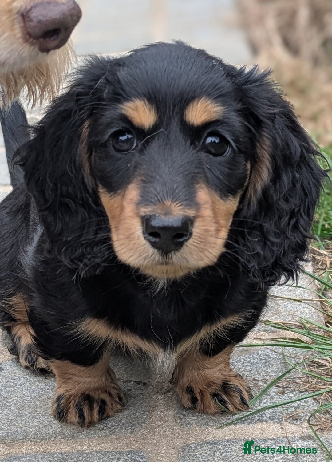 Miniature Dachshund dogs for sale: **Ready Now** Long Haired KC PRA Clear - Image 6