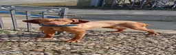 Hungarian Vizsla dogs for sale: Gunfield duel purpose - Exceptional Show & Working - Advert 24