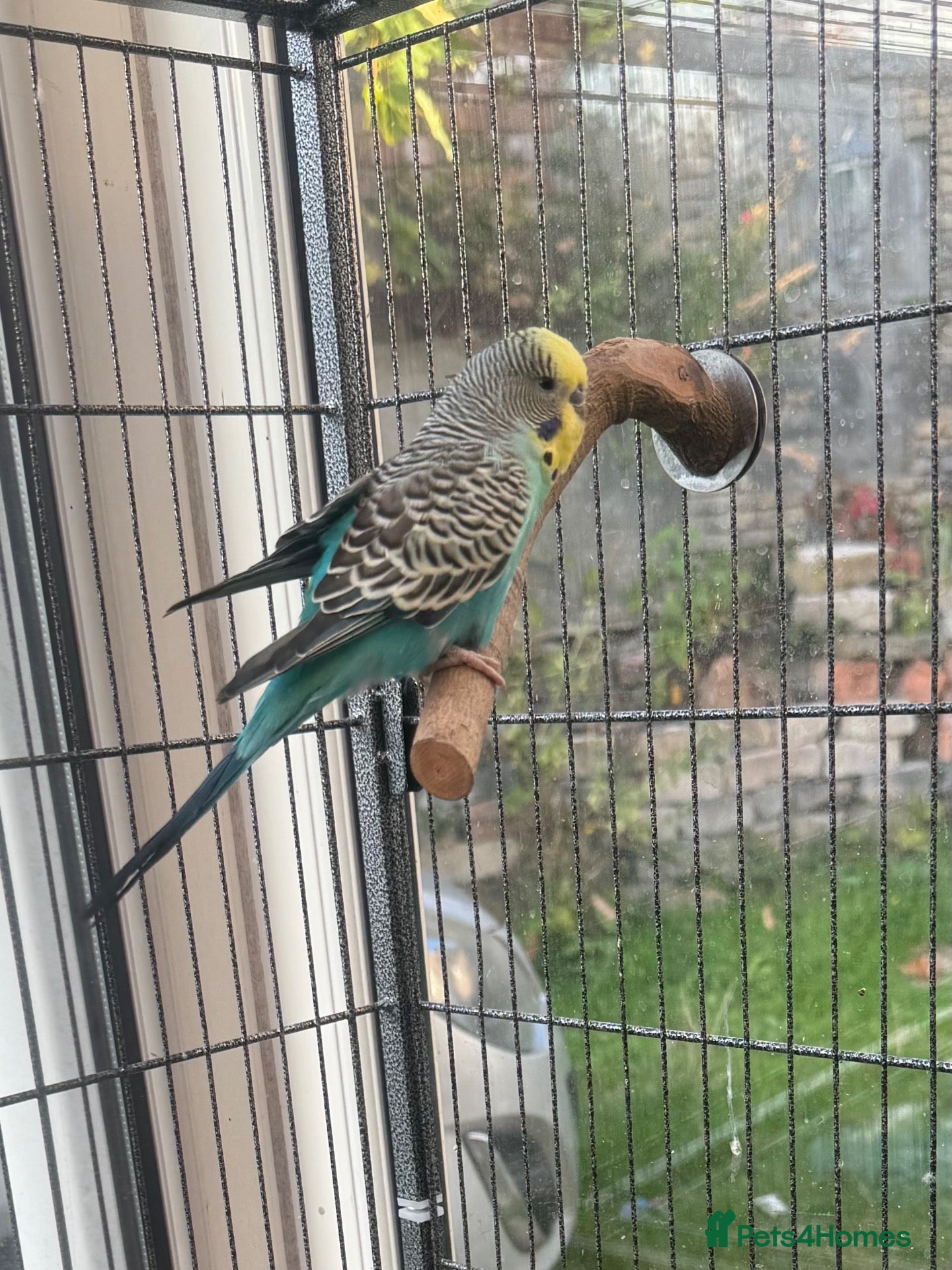 Budgerigars birds 🦜 Beautiful Blue Budgie for Sale - Advert 1