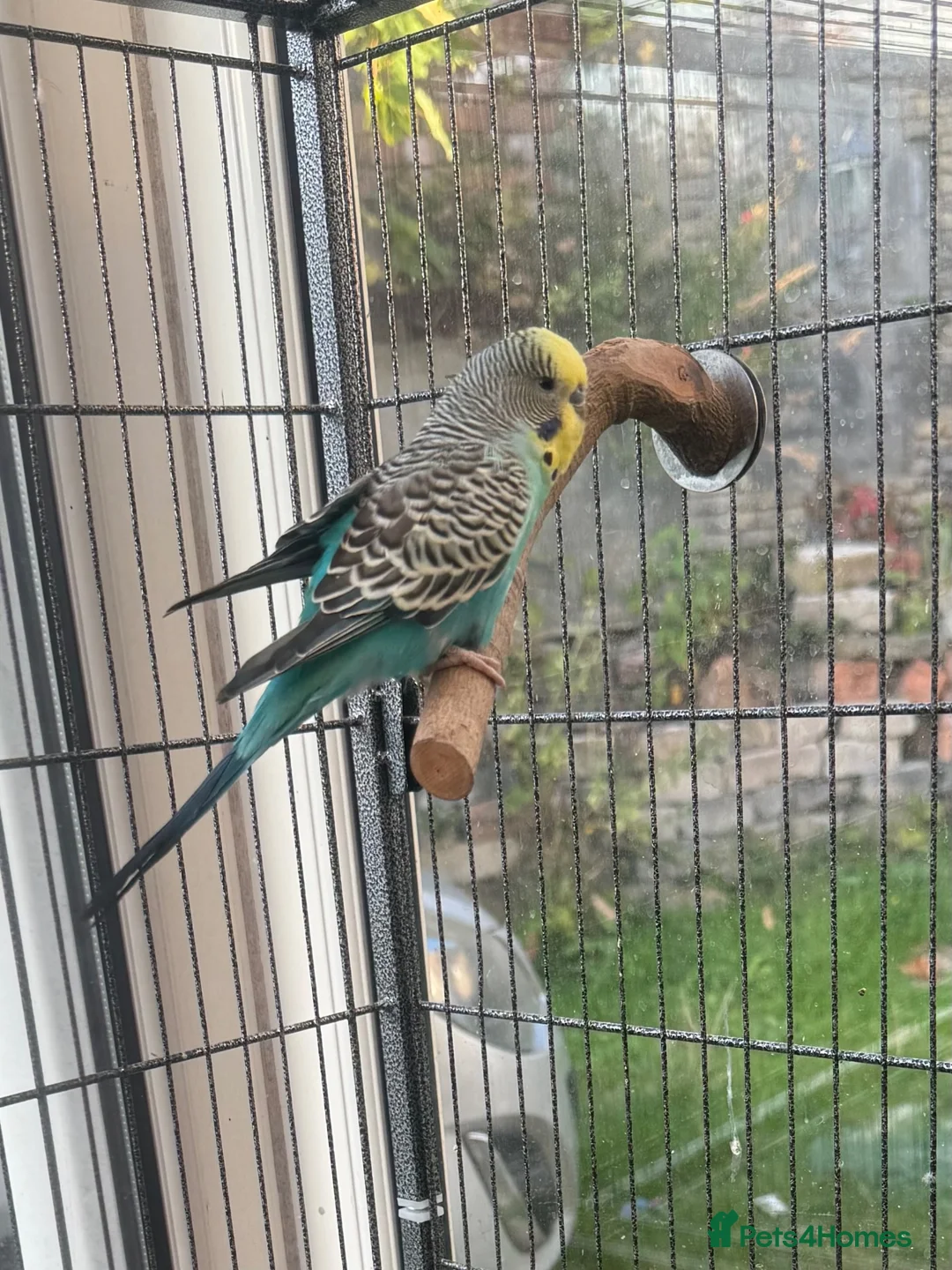 Budgerigars birds for sale: 🦜 Beautiful Blue Budgie for Sale - Advert 1