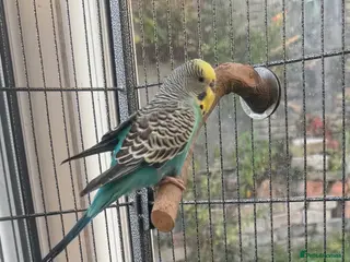 Budgerigars birds 🦜 Beautiful Blue Budgie for Sale - Advert 1