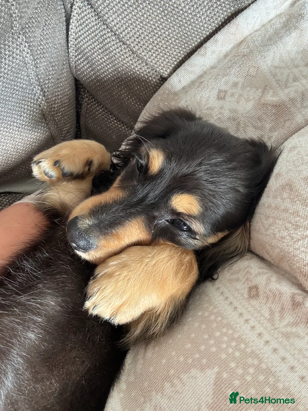 Miniature Dachshund dogs for stud: KC registered IRON MAN ready for stud duties - Advert 3