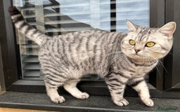 British Shorthair cats for sale: British Shorthair Silver Spotted GCCF Cat - Image 8