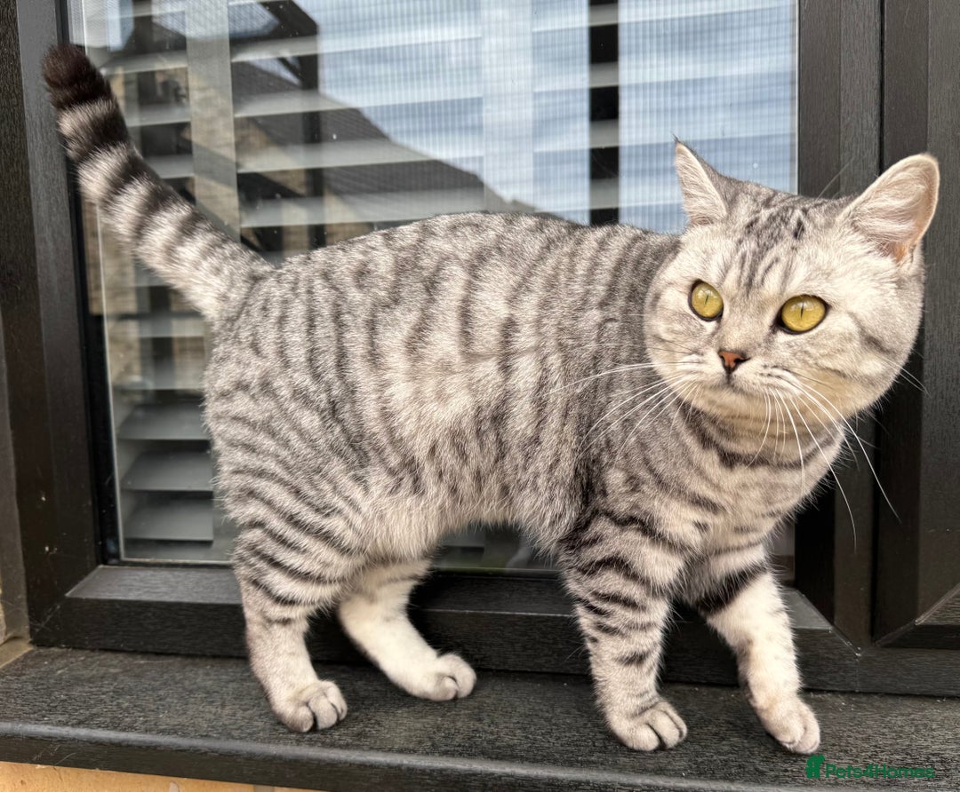 British Shorthair cats for sale: British Shorthair Silver Spotted GCCF Cat - Image 8