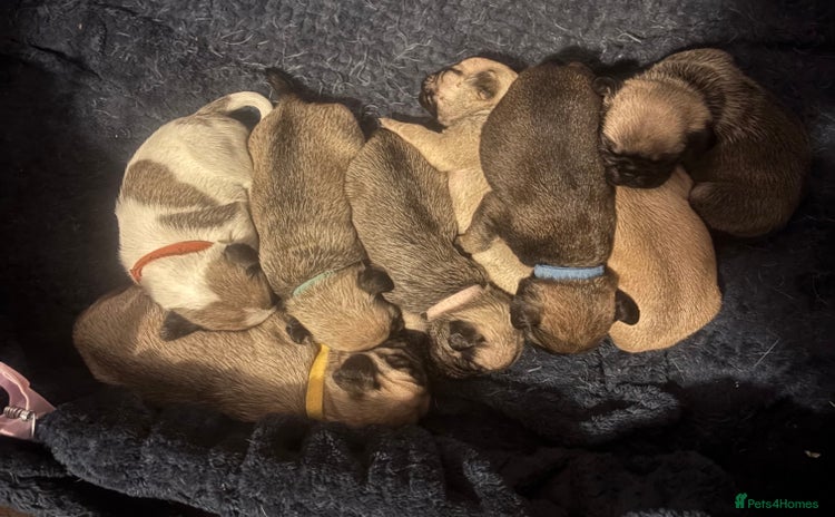 Pug dogs - Advert 1