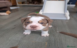 Olde English Bulldogge dogs for sale: READY NEXT WEEK! - OEB Puppies NEBBR ✅ 3rd Gen - Image 34