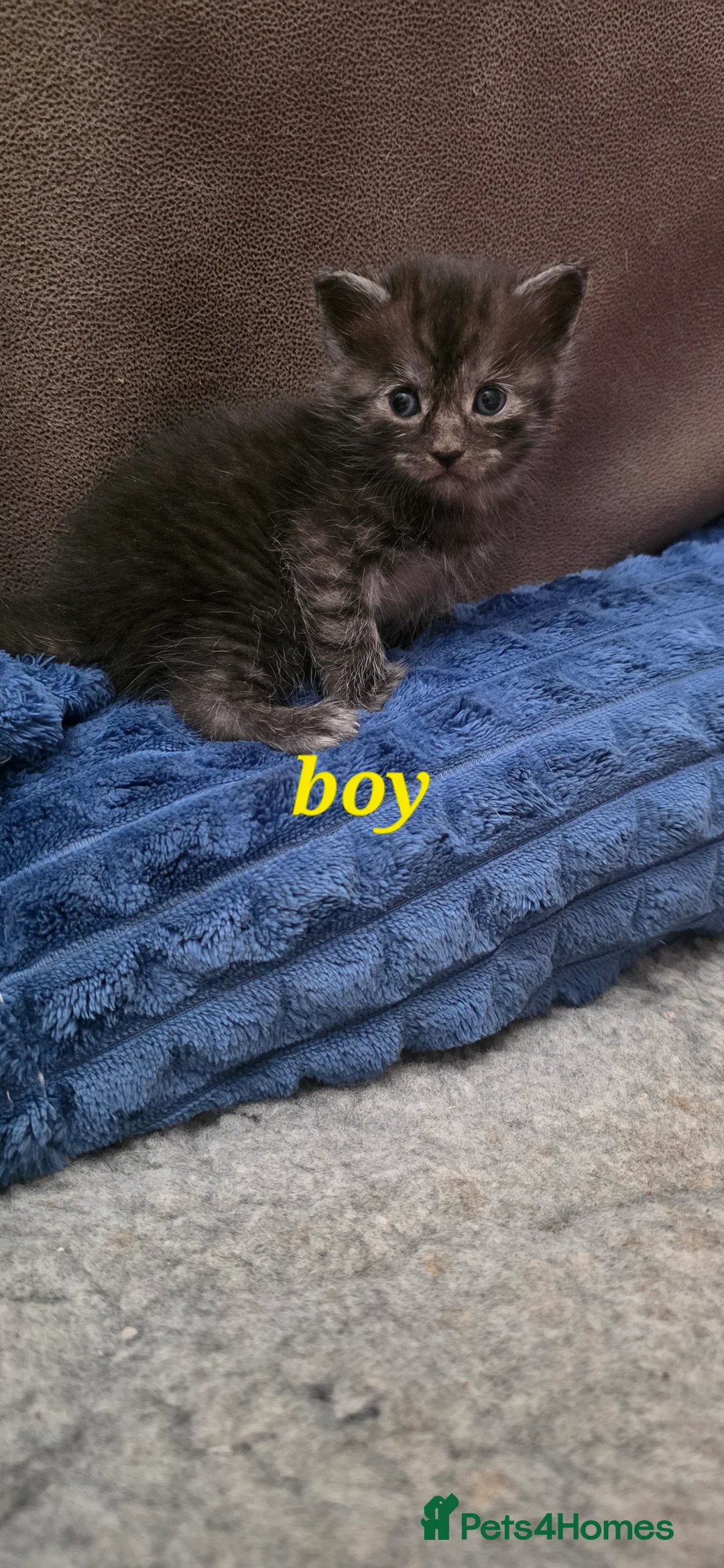 Mixed Breed cats for sale: Silver smoked maincoon cross - Advert 13