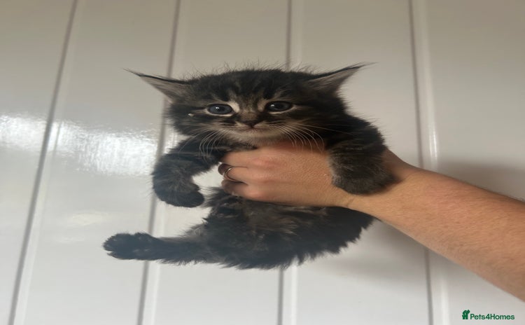 Mixed Breed cats for sale - Advert 1