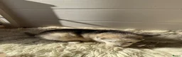 Mixed Breed dogs for stud: German Shepherd/Alaskan Malamute Isabella Coat - Advert 12