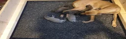 Whippet dogs for sale: Whippet puppies  - Advert 10