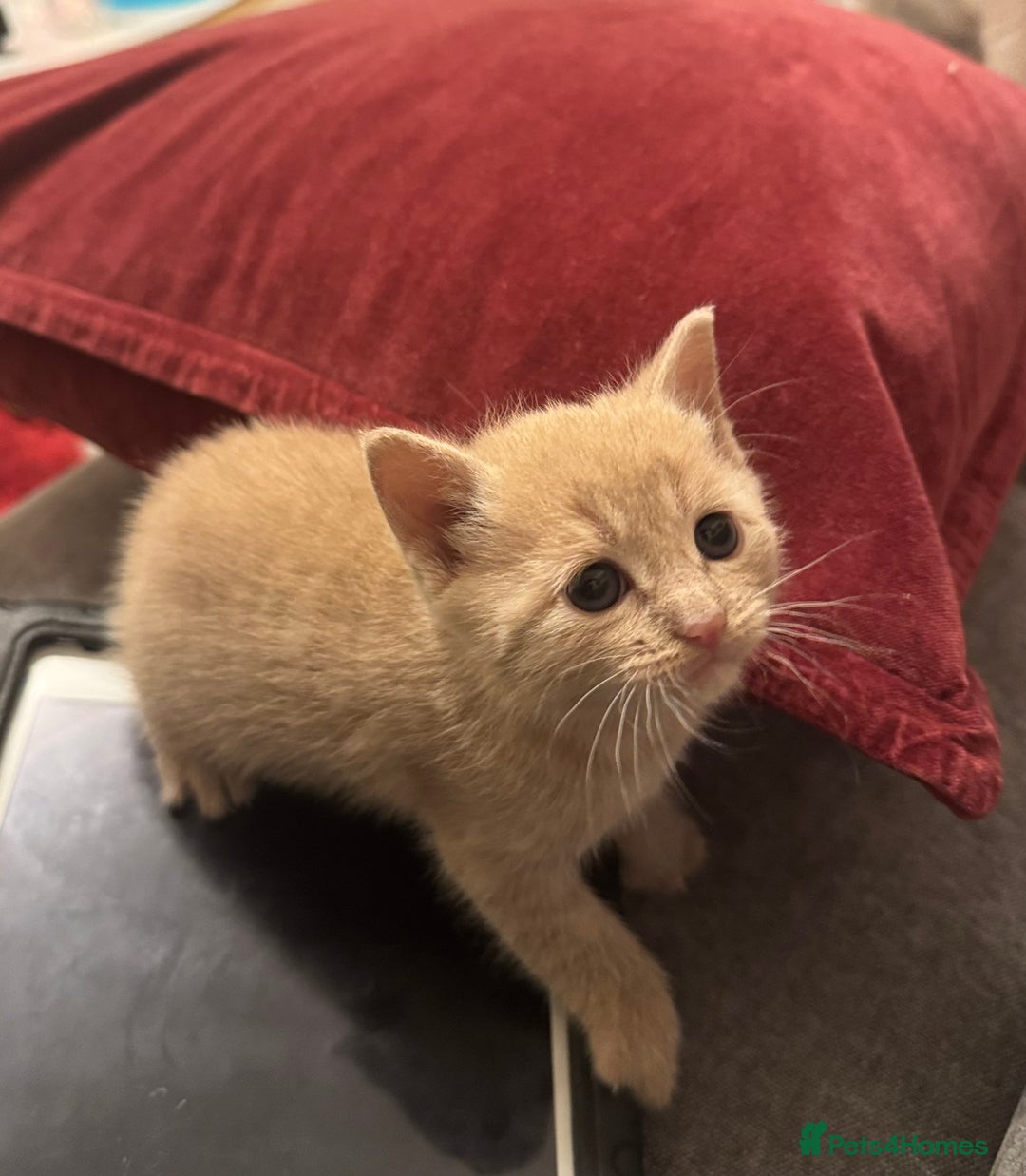 Mixed Breed cats for sale: 3 Beautiful kittens available - Advert 1