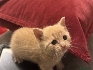 Mixed Breed cats 3 Beautiful kittens available - Advert 1