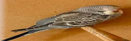 Budgerigars birds for sale: Beautiful baby budgies.  - Advert 5