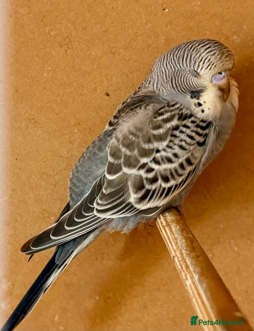 Budgerigars birds for sale: Beautiful baby budgies.  - Advert 5