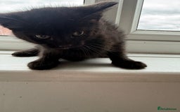 Mixed Breed cats for sale: 2 beautiful kittens looking for a loved homes - Image 3
