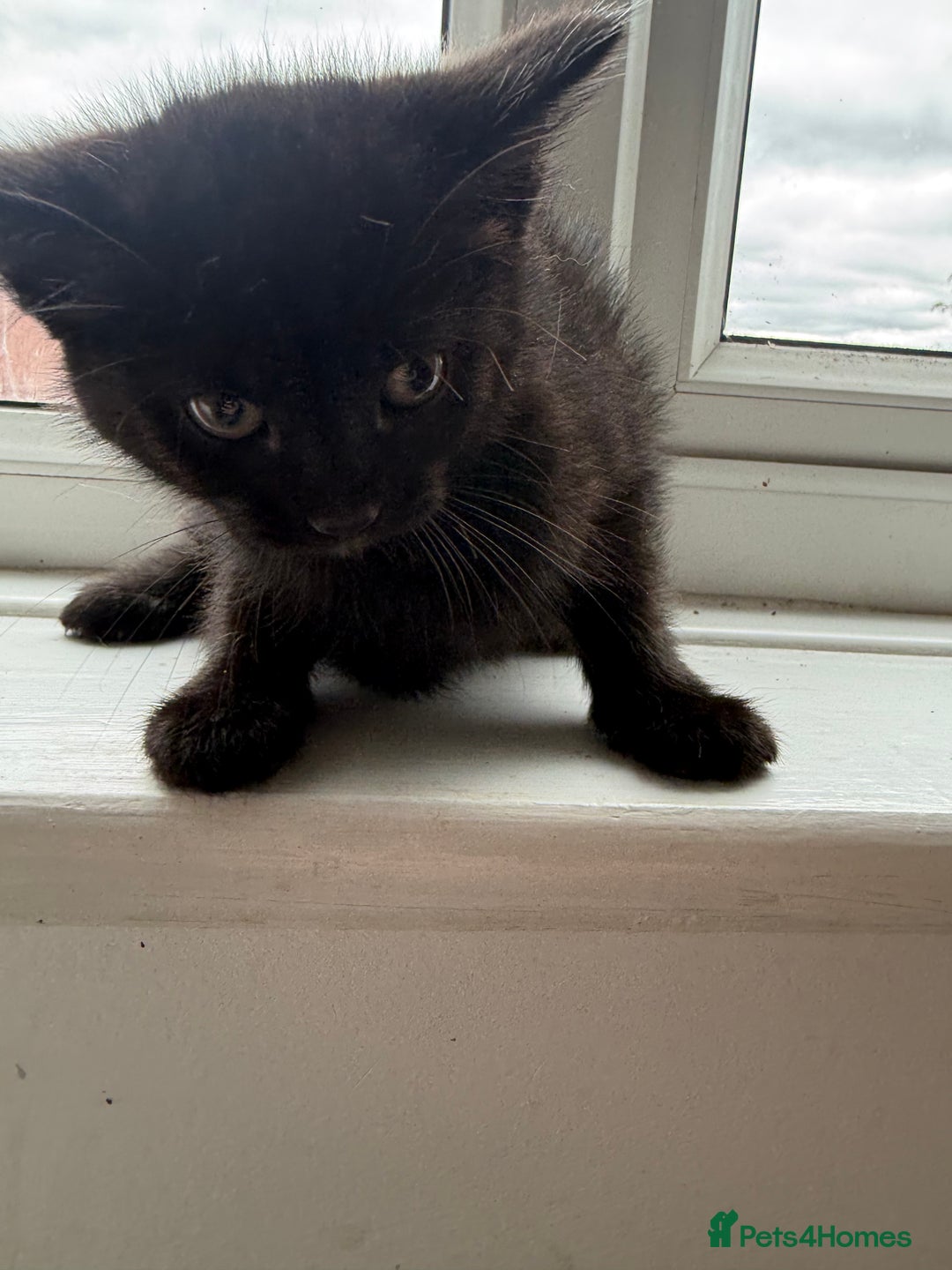 Mixed Breed cats for sale: 2 beautiful kittens looking for a loved homes - Image 3
