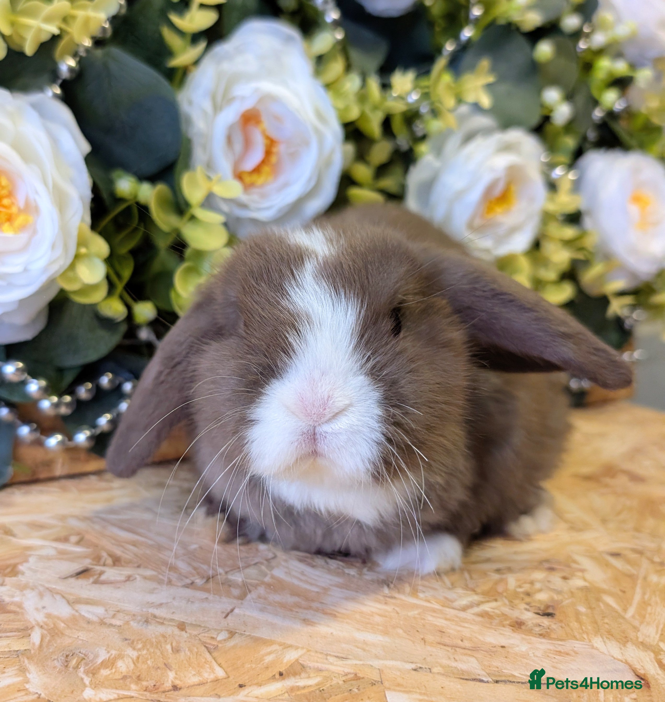 Mini Lop rabbits ❤️Stunning mini lop babies❤️ - Advert 11